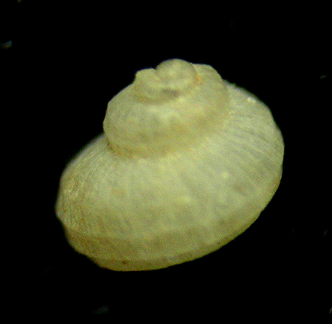 Danilia sp. juv.